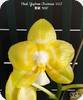 Phal. Yaphon Christmas 860